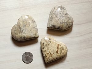 Fossil Coral Heart